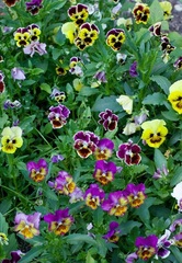 Viola, Garden Pansy, Pansy 'Victorian Posy'