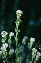 Twisted draba