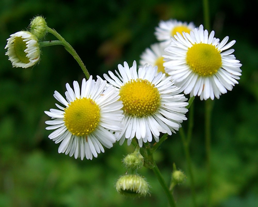 Erigeron Species, Arid Throne Fleabane, Dry-Sun Fleabane