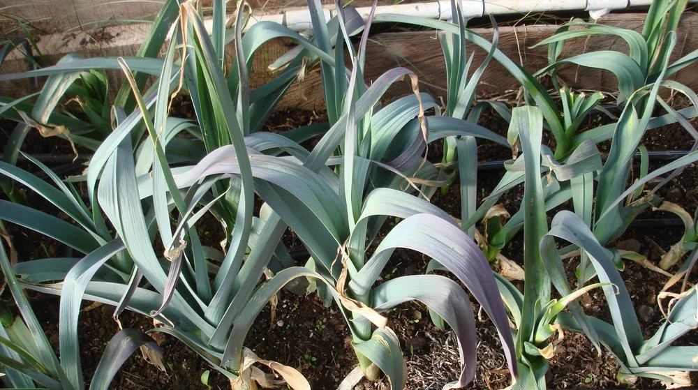 Allium, Leek, Garden Leek St. Victor