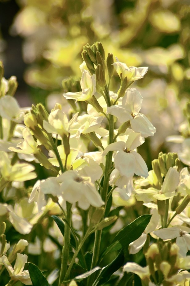 Erysimum, Common Wallflower, English Wallflower Ivory White