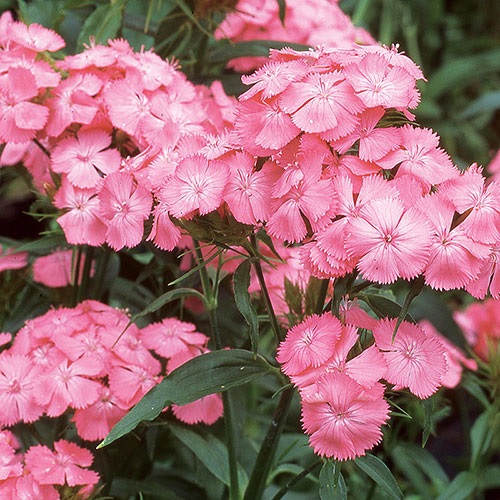 Dianthus, Sweet William Newport Pink