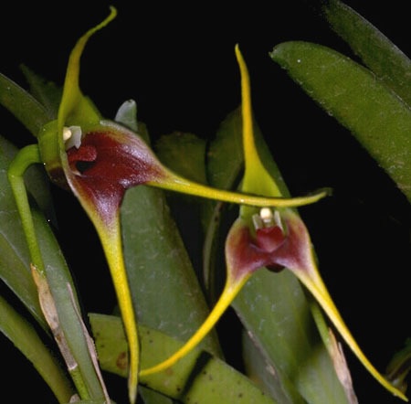 Species Orchid Atahualpas Masdevallia