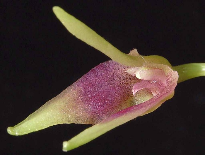 Species Orchid Brenners Masdevallia