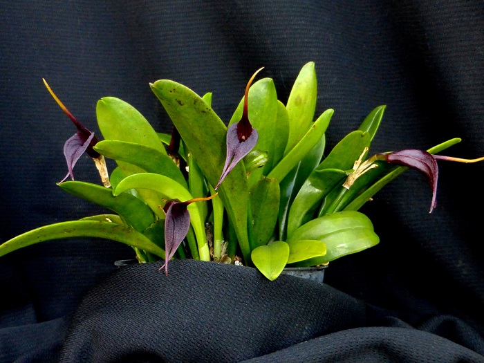 Species Orchid Deceiving Masdevallia