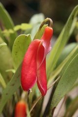 Species Orchid Misshapen Masdevallia