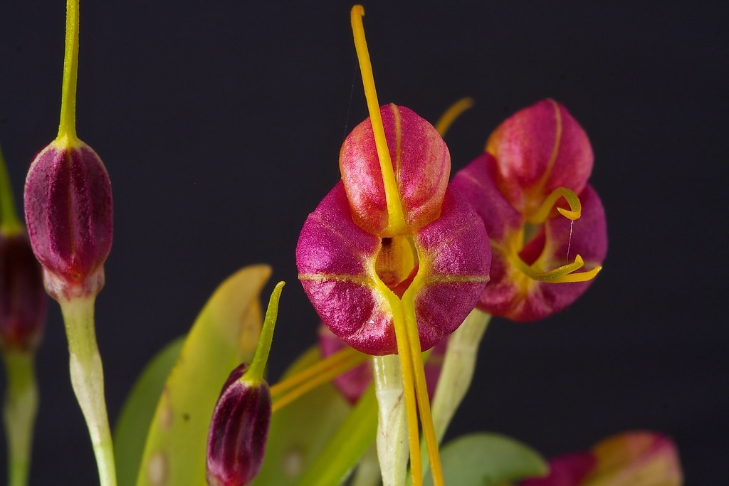Species Orchid Brain Masdevallia