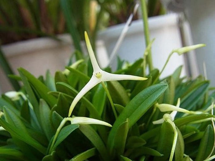 Species Orchid Gutierrez Masdevallia