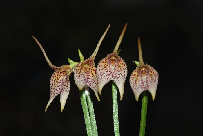 Species Orchid Small-Spotted Masdevallia