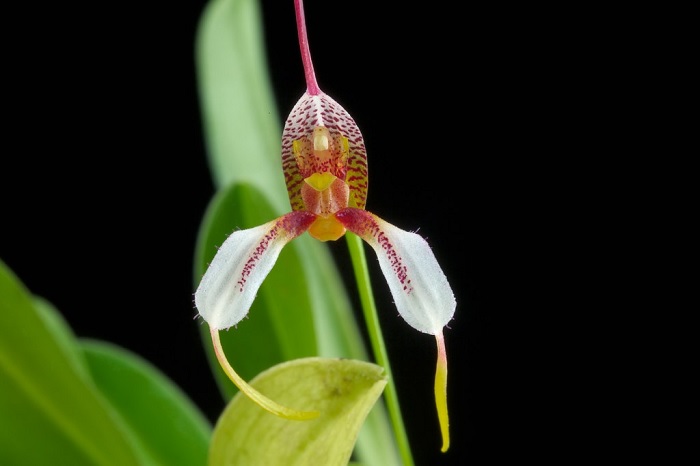 Species Orchid Garden Masdevallia
