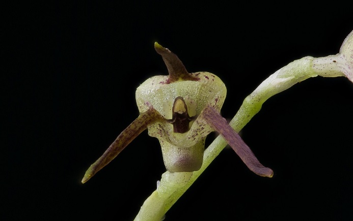 Species Orchid Hydra Masdevallia