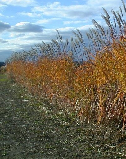 Giant Chinese Silver Grass