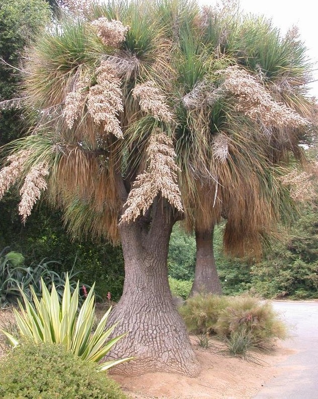 Beaucarnea Species, Beargrass, Bottle Palm, Estrellas