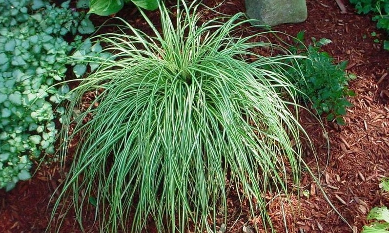 Carex, Japanese Sedge, Oshima Sedge Evergold