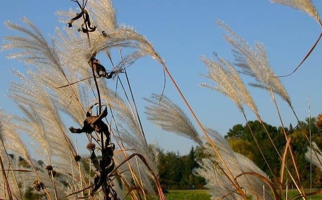 Silver Banner Grass