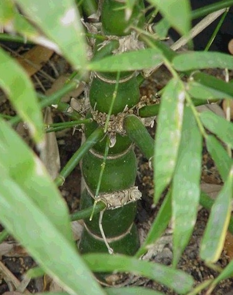 Bambusa, Punting Pole Bamboo Ventricosa