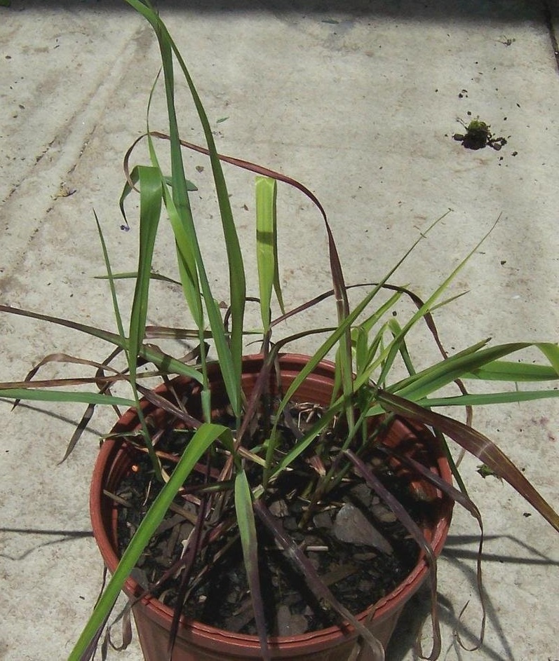 Switch Grass, Wand Panic Grass