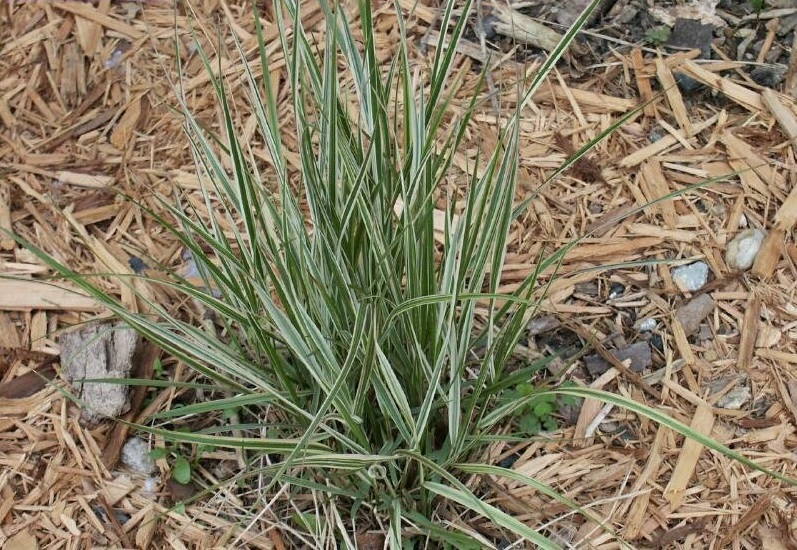 Calamagrostis, Variegated Feather Reed Grass Overdam