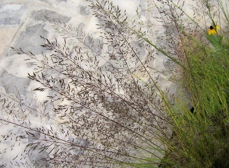 Sporobolus Species, Prairie Dropseed
