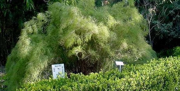 Muhlenbergia Species, Bamboo Muhly, Faury Bamboo