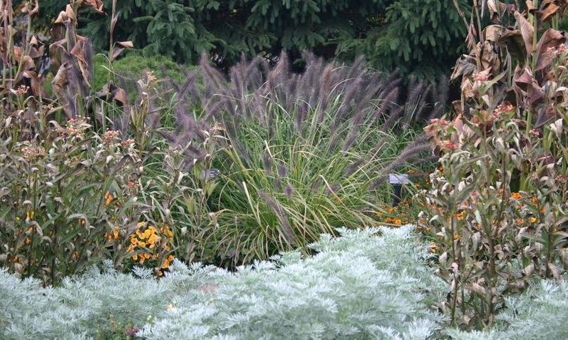Pennisetum, Fountain Grass Red Head