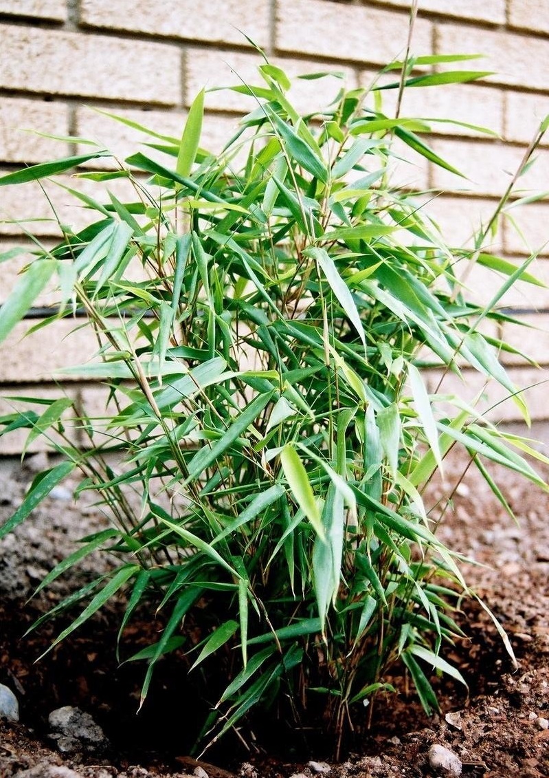 Fargesia Species, Hardy Bamboo, Non-Running Bamboo