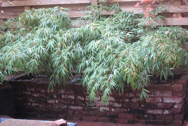 Fargesia, Hardy Bamboo Green Panda