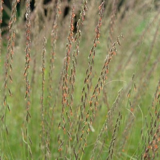 Sideoats Grama