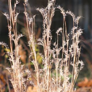 Schizachyrium Species, Beard Grass, Little Bluestem