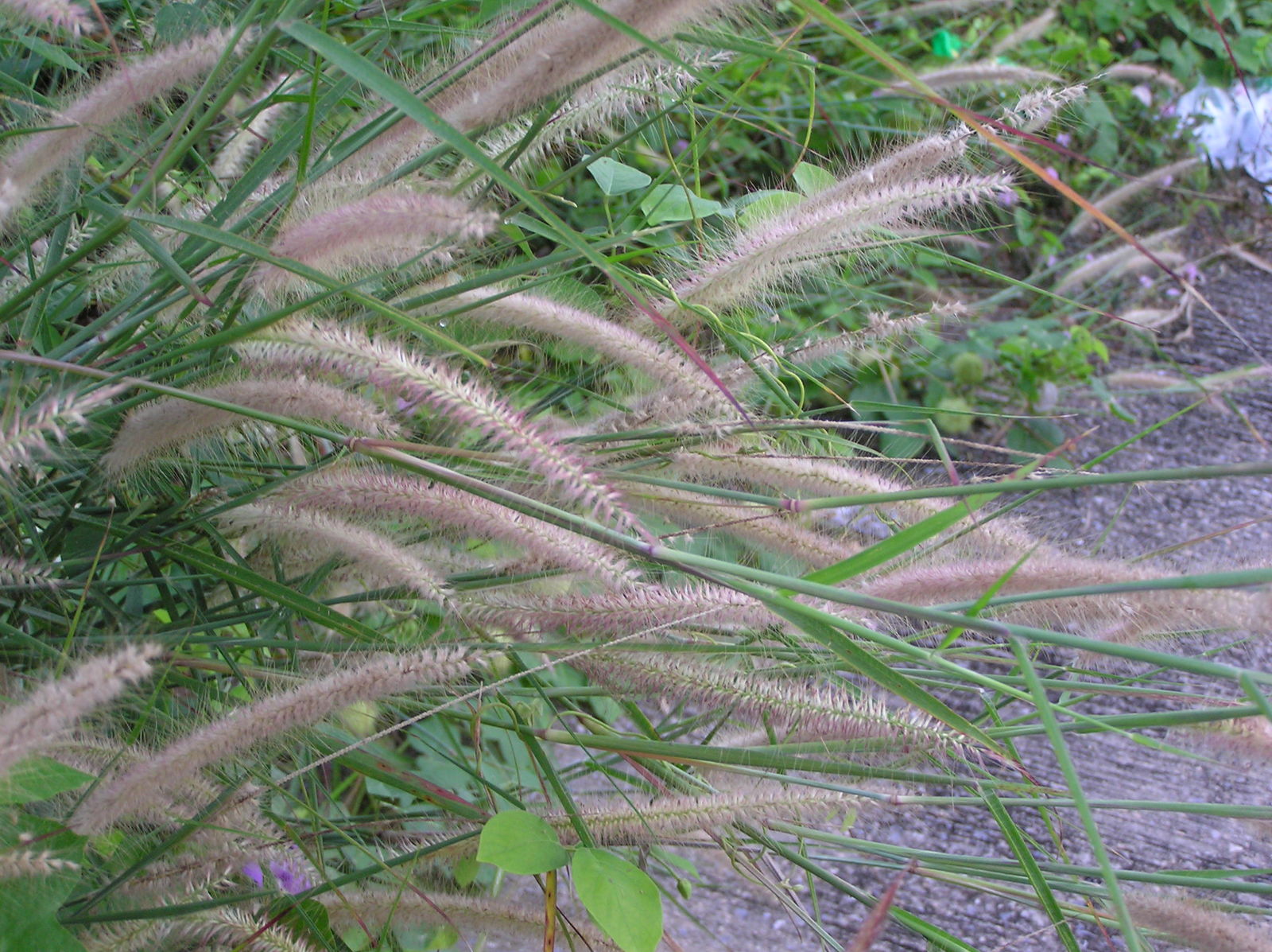 Cenchrus, Fountain Grass Hameln