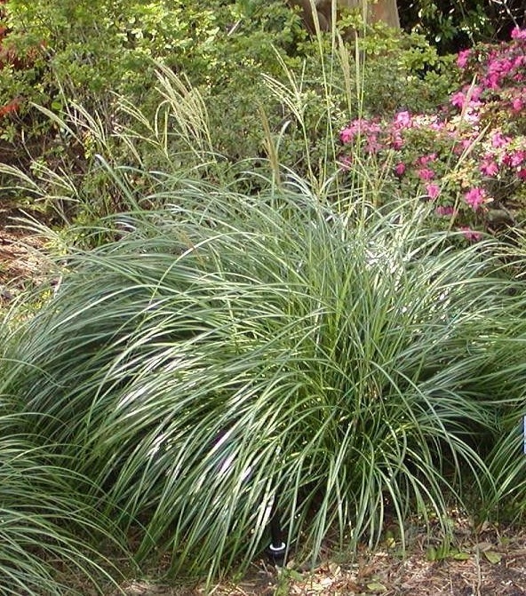 Pampas Grass Pumila