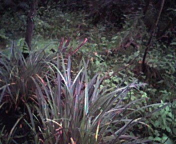 Pendulous Sedge