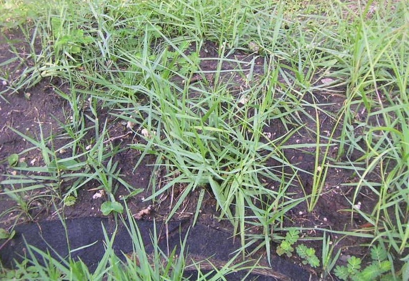 Torpedo Grass