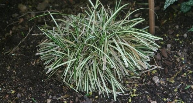 Variegated Japanese Sedge Aurea Variegata