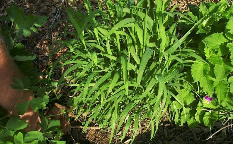 Melic Grass Red Spires