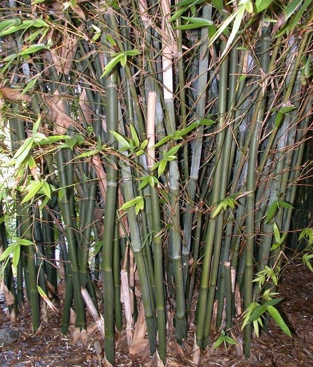 Bambusa Species, Weavers Bamboo