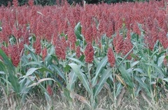 Sorghum, Milo, Broomcorn, Durra, Karrir-corn, Guinea-corn, Shattercane