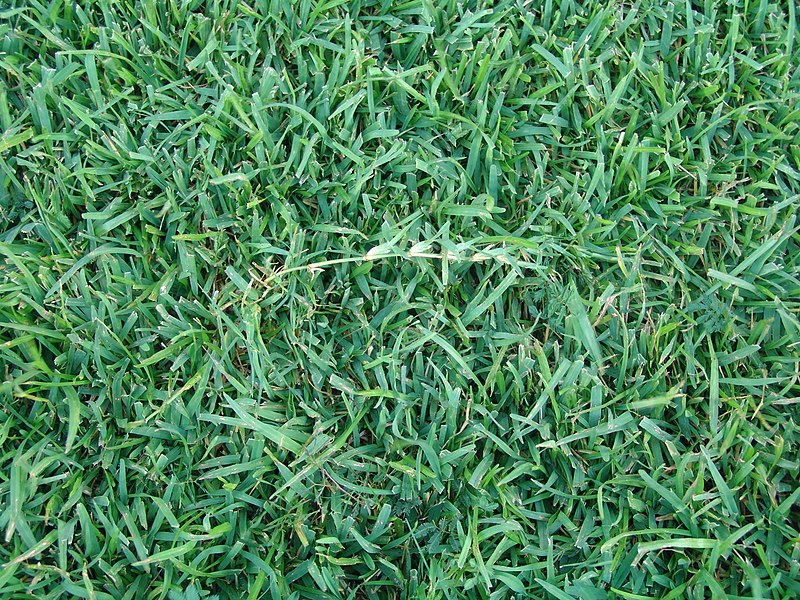 Centipede Grass