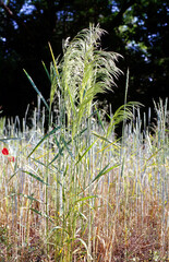 Wind Grass, Loose Silky-Bent