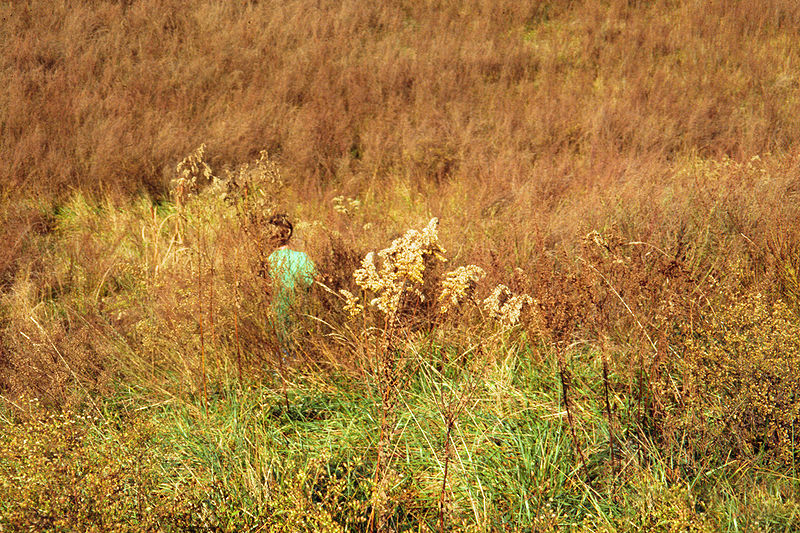 Nassella Species, Serrated Tussock Grass