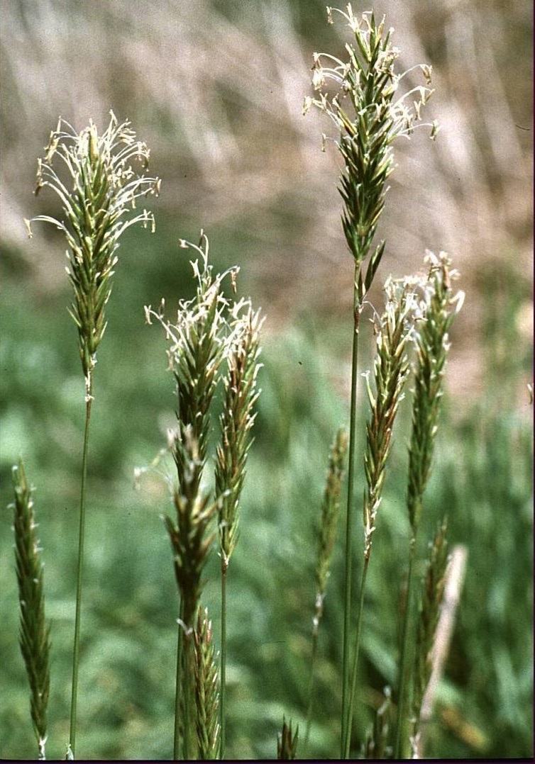 Sweet Vernal Grass, Vanilla Grass