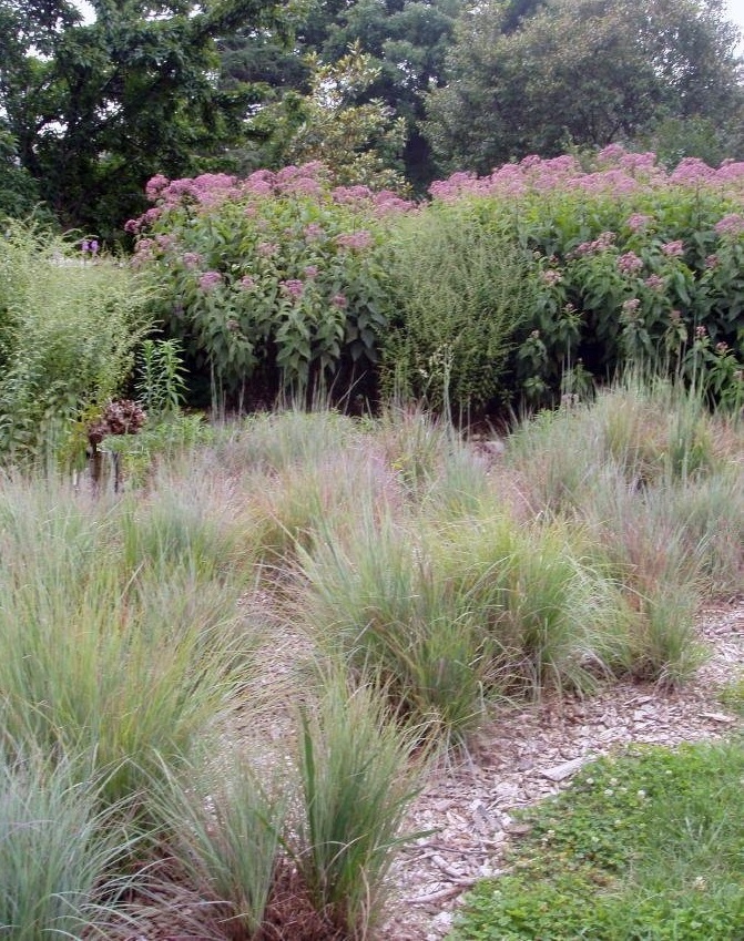 Little Bluestem Grass The Blues
