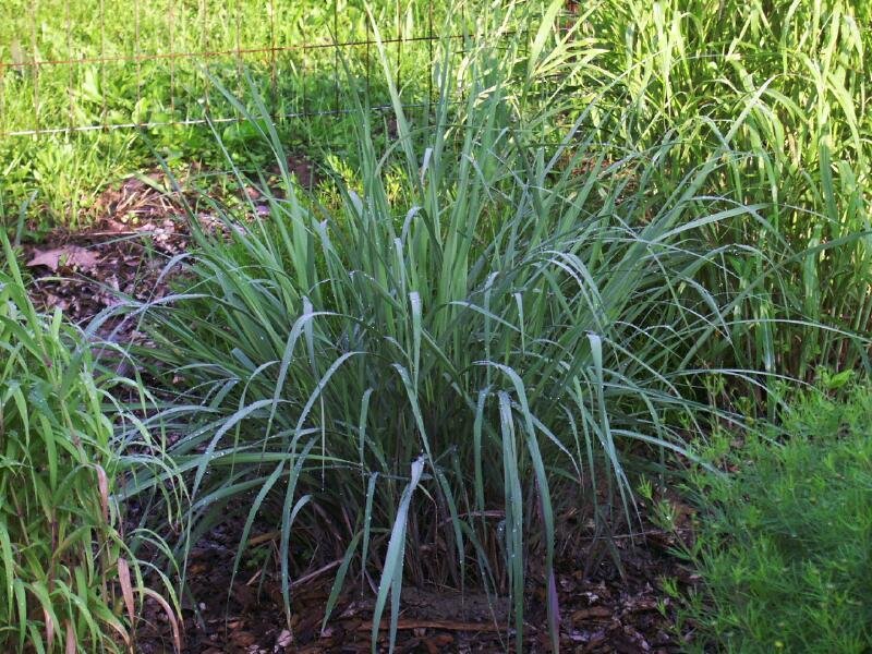 Indian Grass Indian Steel