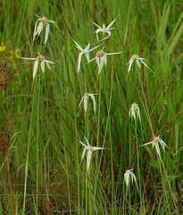 White Star Grass, Star Rush, White Topped Sedge