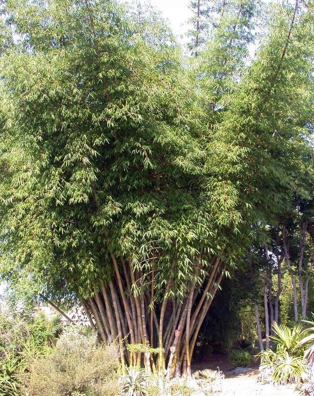 Dendrocalamus Species, Dragon Bamboo, Giant Bamboo