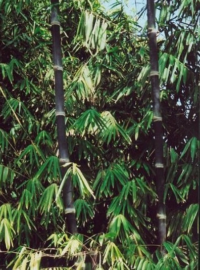 Dendrocalamus, Giant Black Bamboo Betung Hitam