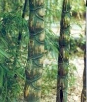 Phyllostachys, Tortoise Shell Bamboo Heterocycla