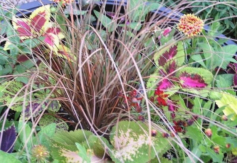 Carex, Sedge Toffee Twist