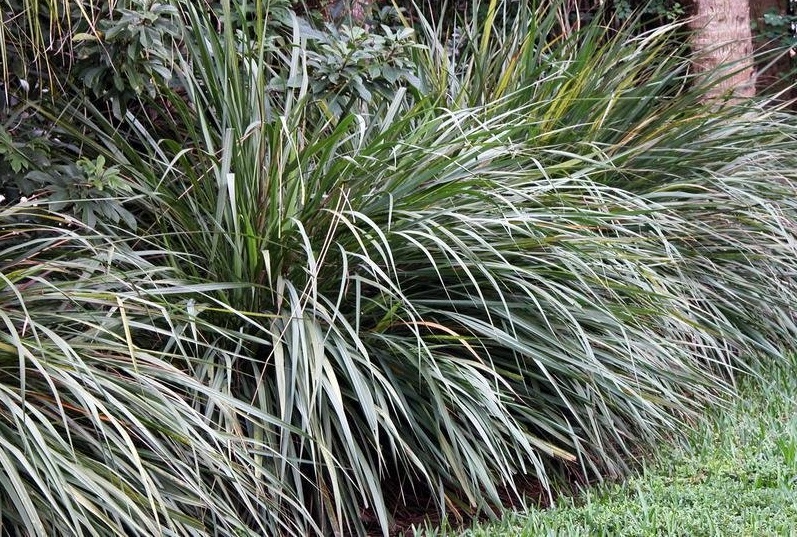 Fakahatchee Grass, Eastern Gamagrass