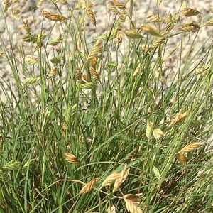 Buffalo Grass
